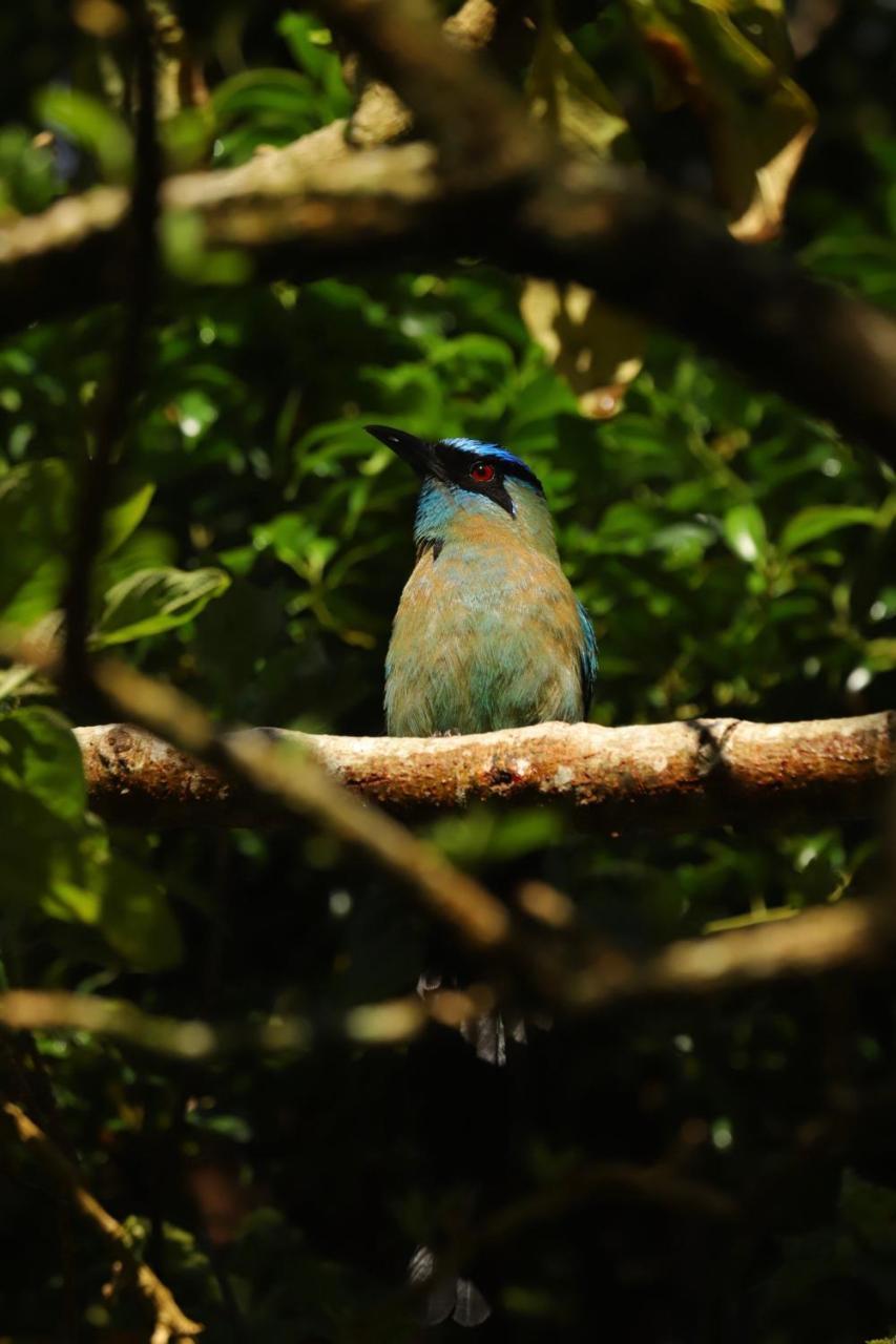 Los Pinos Cabins & Reserve Monteverde Ngoại thất bức ảnh